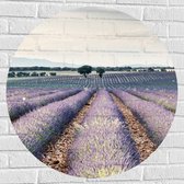 WallClassics - Muursticker Cirkel - Rijen Paarse Lavendel - 80x80 cm Foto op Muursticker