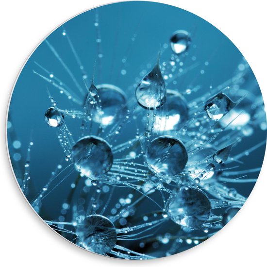 WallClassics - Cercle mural en panneau de mousse PVC - Gouttes sur Graines de Bloem - Photo 50x50 cm sur cercle mural (avec système de suspension)