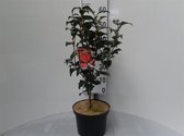 Camellia reticulata 'Mary Williams' C5 60-70 cm