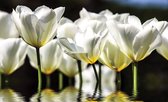 Fotobehang - Vlies Behang - Witte Bloemen uit het Water - 208 x 146 cm