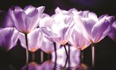 Fotobehang - Vlies Behang - Roze Bloemen uit het Water - 416 x 254 cm