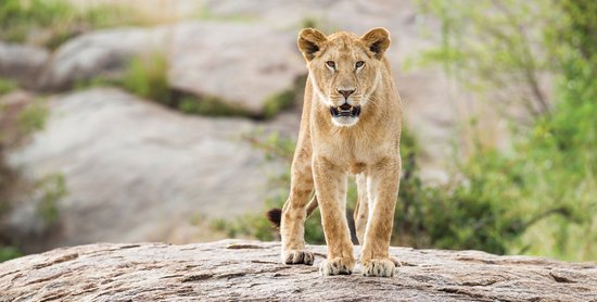 Een Steen Op Mijn Bureau
