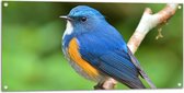 Tuinposter – Blauwe Vogel met Oranje Borstje op Dunne Tak - 100x50 cm Foto op Tuinposter (wanddecoratie voor buiten en binnen)