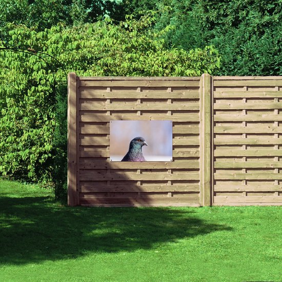 Tuinposter – Kop van Opzijkijkende Stadsduif - 90x60 cm Foto op Tuinposter (wanddecoratie voor buiten en binnen)