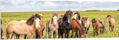 Tuinposter – Kudde IJslander Paarden in Groene Wei onder Schapenwolken - 150x50 cm Foto op Tuinposter (wanddecoratie voor buiten en binnen)