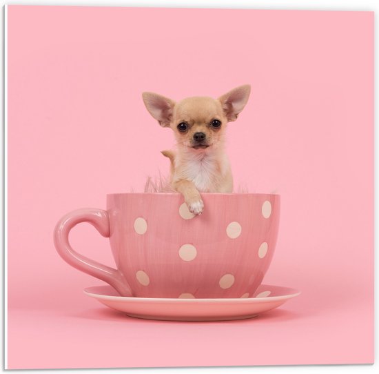 PVC Schuimplaat - Kleine Beige Chihuahua Hond in Roze Theekop op Roze Achtergrond - 50x50 cm Foto op PVC Schuimplaat (Met Ophangsysteem)