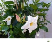 Mandevilla (Dipladenia) - Wit - 3 Planten - Pot ⌀9cm - Hoogte  25-40cm - Klimplant - Kuipplant - Potplant - Garden Select