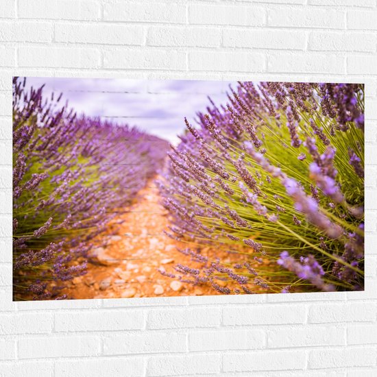 WallClassics - Muursticker - Stenen Pad in Lavendel Veld - 105x70 cm Foto op Muursticker