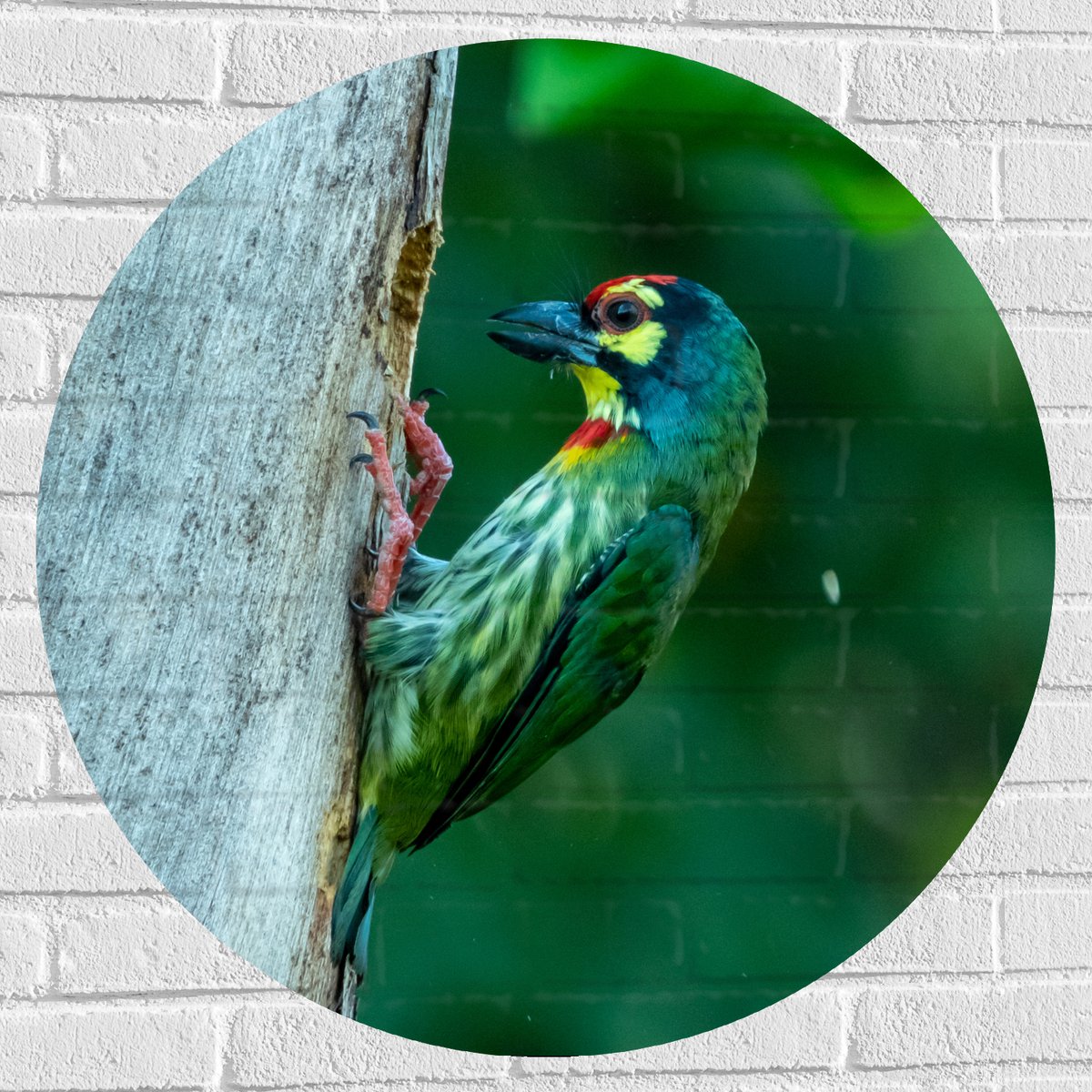 Muursticker Cirkel - Groene Kopersmid Vogel tegen Boomstam in de Groene Natuur - 80x80 cm
