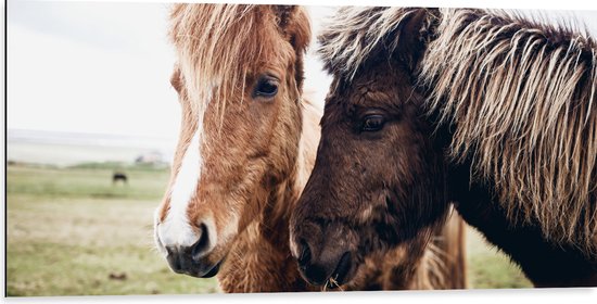 Dibond - Duo Licht- en Donkerbruine IJslander Paarden in de Wei - 100x50 cm Foto op Aluminium (Met Ophangsysteem)
