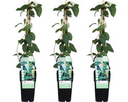 3x - Lonicera japonica 'Halliana' - ↨65cm - Ø15