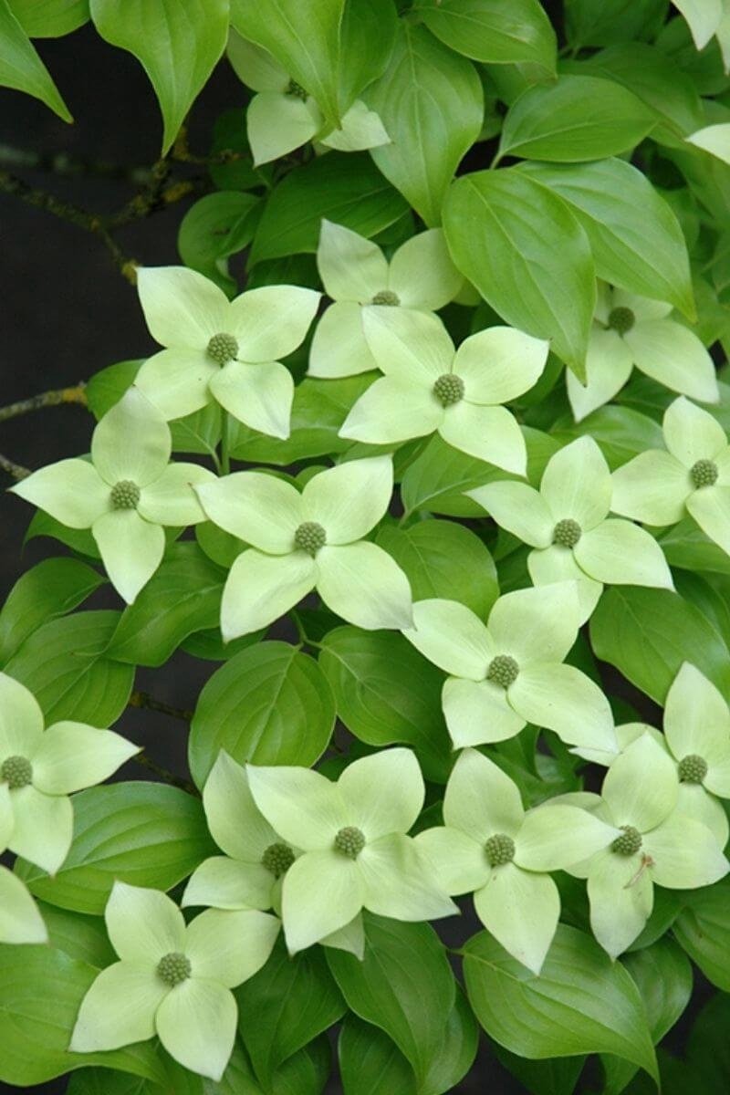 Jonge Grootbloemige Japanse Kornoelje boom | Cornus kousa 'Milky Way' | 150-200cm hoogte