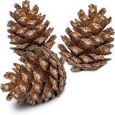Back Zoo Nature Forest Pine Cones 6 pc.