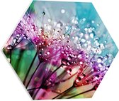WallClassics - PVC Schuimplaat Hexagon - Meerkleurige Paardenbloem - 50x43.5 cm Foto op Hexagon (Met Ophangsysteem)