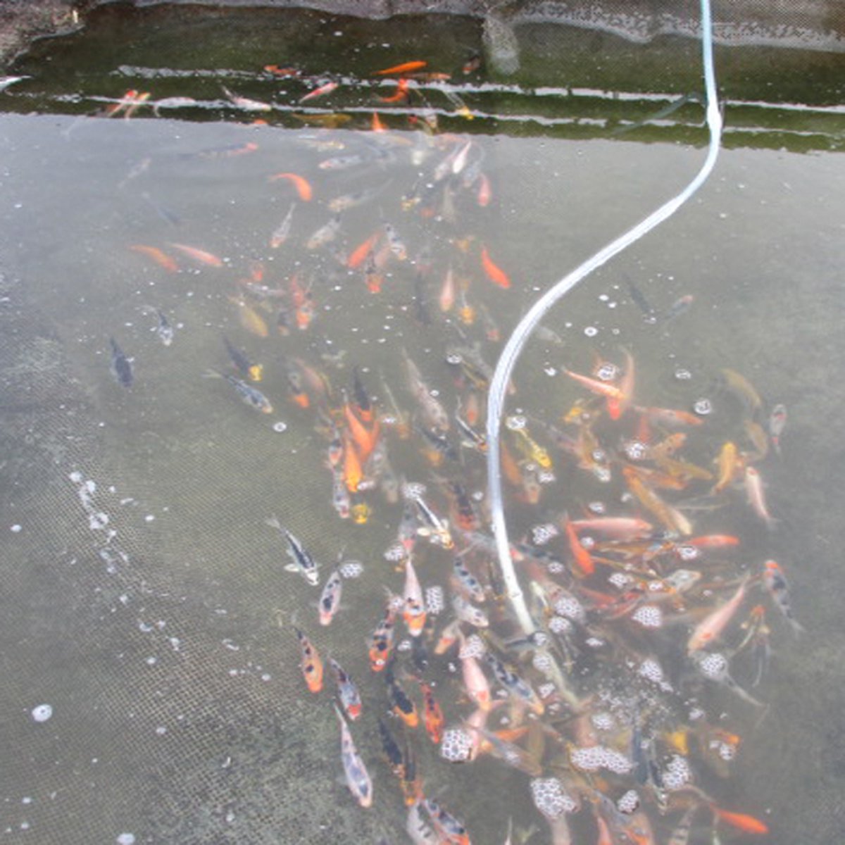 koivoer voor een goede groei 3 mm 15 liter met en proteïnegehalte van 40 % visvoer - visvoer - vissenvoer - vijvervoer - kleurvoer - koikorrel - korrels - voer - drijvend - koikarper – goudvis