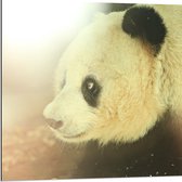 WallClassics - Dibond - Zonlicht op Panda - 80x80 cm Foto op Aluminium (Wanddecoratie van metaal)