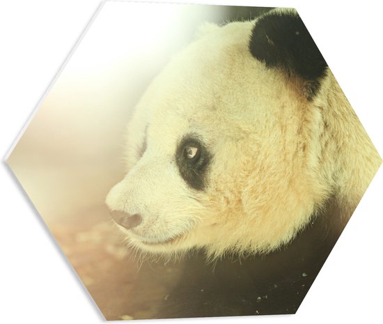 WallClassics - PVC Schuimplaat Hexagon - Zonlicht op Panda - 50x43.5 cm Foto op Hexagon (Met Ophangsysteem)