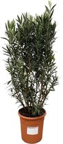 Olijfboom - Olea Europaea Arbuste Hauteur 180 cm Pot 40 cm