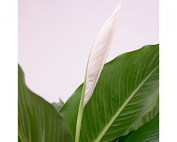 2x Sanseveria Laurentie Ø14cm ↑50cm