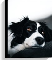 WallClassics - Canvas - Zwart met Witte Hond met Oranje Ogen - 30x40 cm Foto op Canvas Schilderij (Wanddecoratie op Canvas)