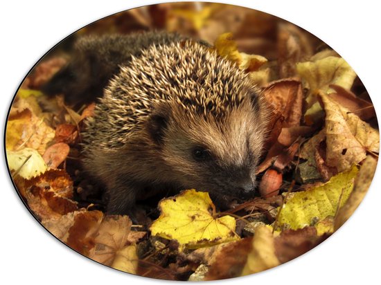 Dibond Ovaal - Kleine Egel tussen Hoge Stapel Herfstbladeren - 56x42 cm Foto op Ovaal (Met Ophangsysteem)