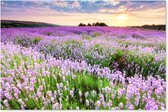 Tuinposter bloemen - Lavendel - Landschap - Zonsondergang - Natuur - Lucht - Tuin - Tuindecoratie - Tuinschilderij voor buiten - Schutting decoratie - 180x120 cm - Schuttingdoek - Tuindoek - Buitenposter
