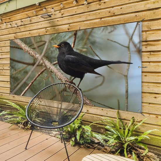 Affiche de clôture Vogel - Merle - Branches - Animaux - 200x100 cm - Toile de jardin