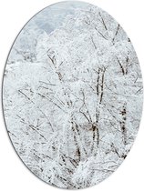 Dibond Ovaal - Wit Besneeuwde Bomen in het Bos - 81x108 cm Foto op Ovaal (Met Ophangsysteem)