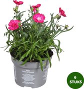 Anjers - roze tinten - vaste plant - 6 stuks