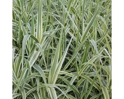6x Pijlriet - Arundo donax ‘Aureovariegata’ - Pot 9x9cm