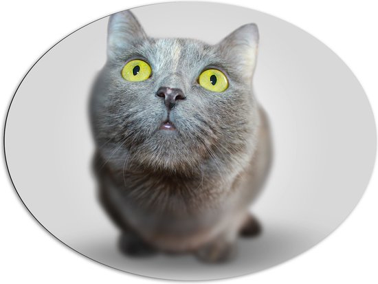 Dibond Ovaal - Angstige Grijsharige Kat met Felgele Ogen - 108x81 cm Foto op Ovaal (Met Ophangsysteem)