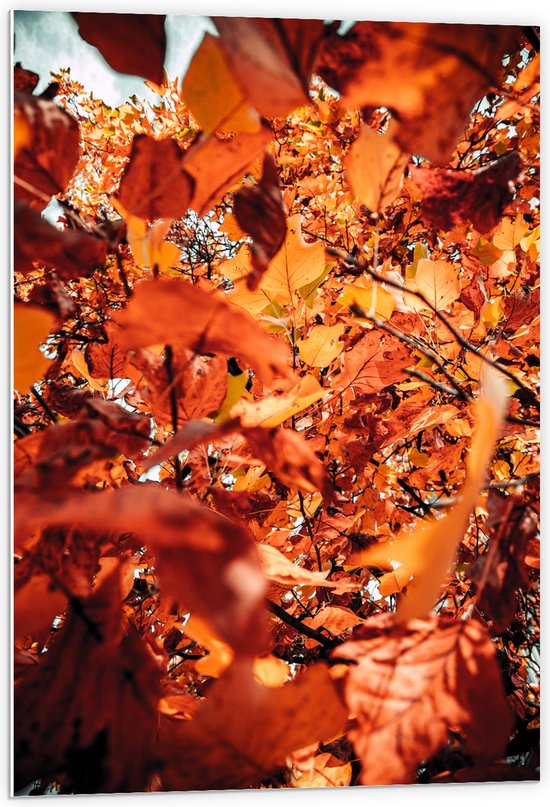 PVC Schuimplaat- Oranje Herfstbladeren van Dichtbij - 60x90 cm Foto op PVC Schuimplaat