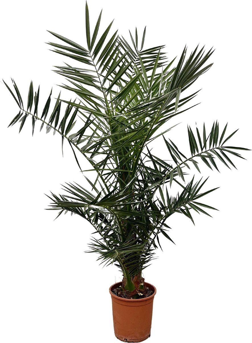 Phoenix Canariensis - 130cm