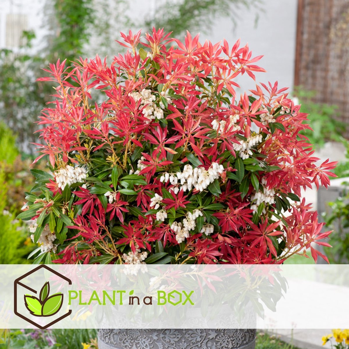Rotsheide - Set van 2 - Pieris 'Forest Flame' - Hoogte 25-40cm - ⌀17cm