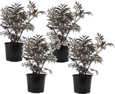 Plant in a Box - Sambucus nigra 'Black Lace' - Set van 4 - Pot 17cm - Hoogte 25-40cm