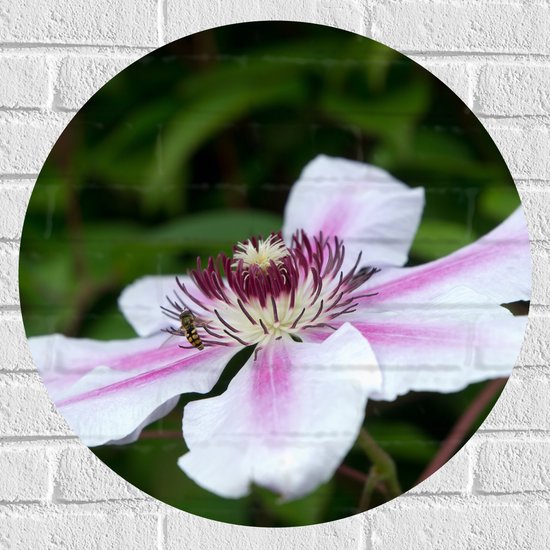 Muursticker Cirkel - Clematis Flordie Bloemen in het Wit met Paarse Details - 60x60 cm Foto op Muursticker