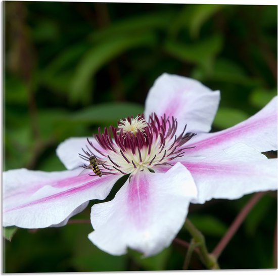 Acrylglas - Clematis Flordie Bloemen in het Wit met Paarse Details - 50x50 cm Foto op Acrylglas (Met Ophangsysteem)