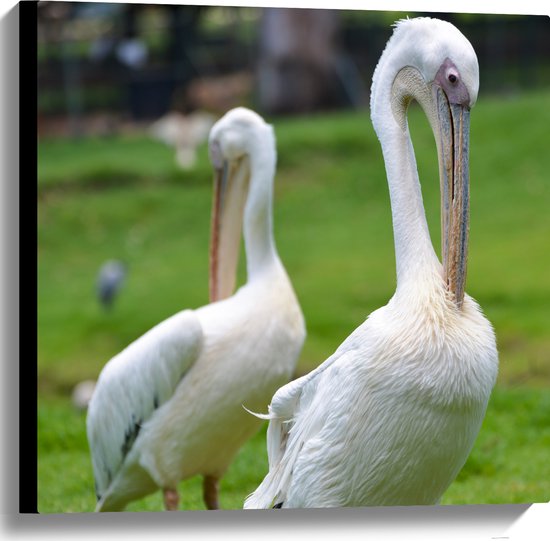 Canvas - Duo Witte Naar Beneden Kijkende Pelikanen in een Grasveld - 60x60 cm Foto op Canvas Schilderij (Wanddecoratie op Canvas)