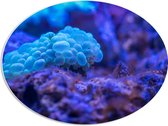 PVC Schuimplaat Ovaal - Felblauw Koraal in de Zee - 68x51 cm Foto op Ovaal (Met Ophangsysteem)