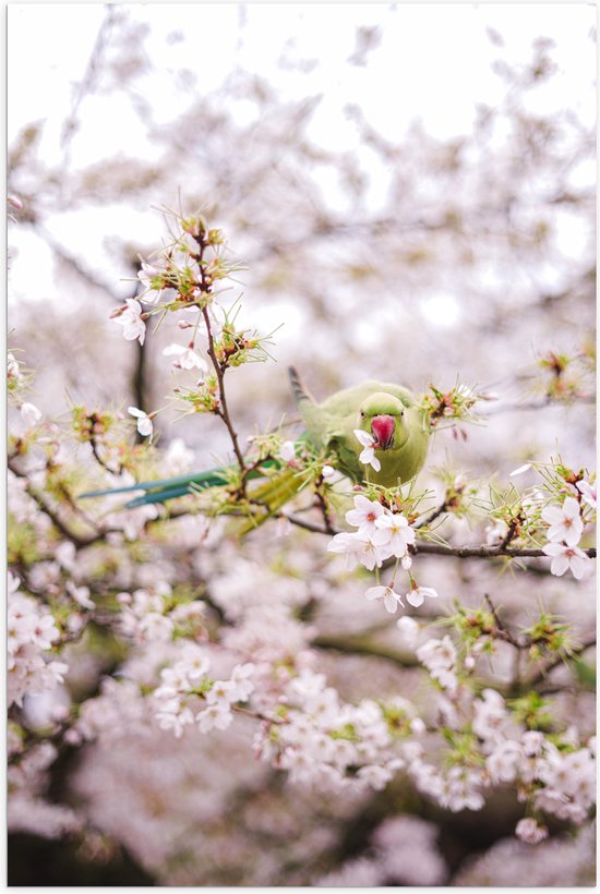 Poster Glanzend – Groene Vogel tussen de Roze Bloesem - 100x150 cm Foto op Posterpapier met Glanzende Afwerking