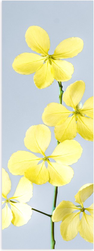 Poster Glanzend – Gele Bloemen met Grijze Achtergrond - 40x120 cm Foto op Posterpapier met Glanzende Afwerking