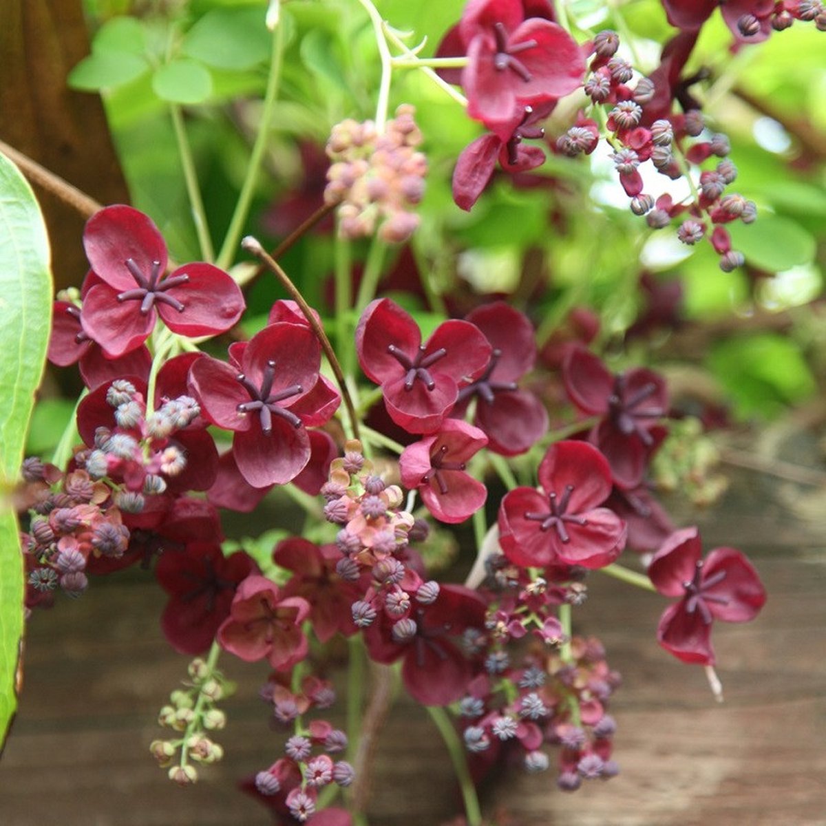 Chocoladewingerd - Schijnaugurk - Akebia quinata 50-60 cm | bol