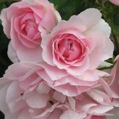 Bodembedekkende roos - Rosa 'Bonica' ® 25-30 cm