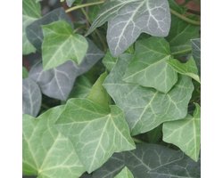 6x Klimop - Hedera helix 'Woerner' - Pot 9x9cm