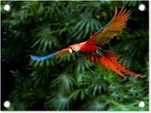Tuin decoratie Kleurrijke papegaai is aan het vliegen - 40x30 cm - Tuindoek - Buitenposter