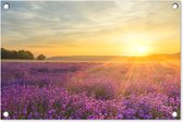 Décoration de jardin Lavande - Coucher de soleil - Arbres - Violet - 60x40 cm - Affiche de jardin - Toile de jardin - Affiche d'extérieur