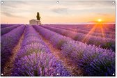 Tuinposter lavendel - Zonsondergang - Bloemen - Natuur - Paars - Tuindoek - Schuttingdoek - Tuinschilderij voor buiten - Schutting decoratie - 120x80 cm - Tuindecoratie - Tuin - Buitenposter