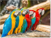 Poster de Jardin Vogels - Perroquet - Tropical - Nature - 200x200 cm - Toile de jardin