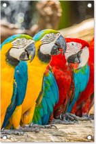 Tuinposter - Vogels - Papegaai - Boom - Geel - Rood - 40x60 cm - Tuinposter buiten - Wanddecoratie - Tuindecoratie - Tuindoek - Buitenposter
