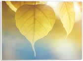 PVC Schuimplaat - Lichtgroen Hangend Blad - 40x30 cm Foto op PVC Schuimplaat (Met Ophangsysteem)